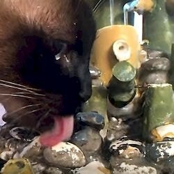 Как приучить кошку пить воду