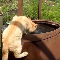 Суточная норма воды для кошки