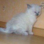 Кошка-Водолей, гороскоп кошки родившейся под знаком Водолея