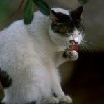 Кошка-Весы, гороскоп кошки родившейся под знаком Весы