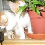 Кошки-Близнецы, гороскоп кошки родившейся под знаком Близнецы