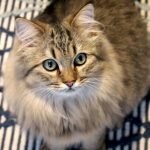 Норвежская лесная порода кошек описание фото характер самые популярные