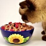 Чем кормить кошку взрослую кошку